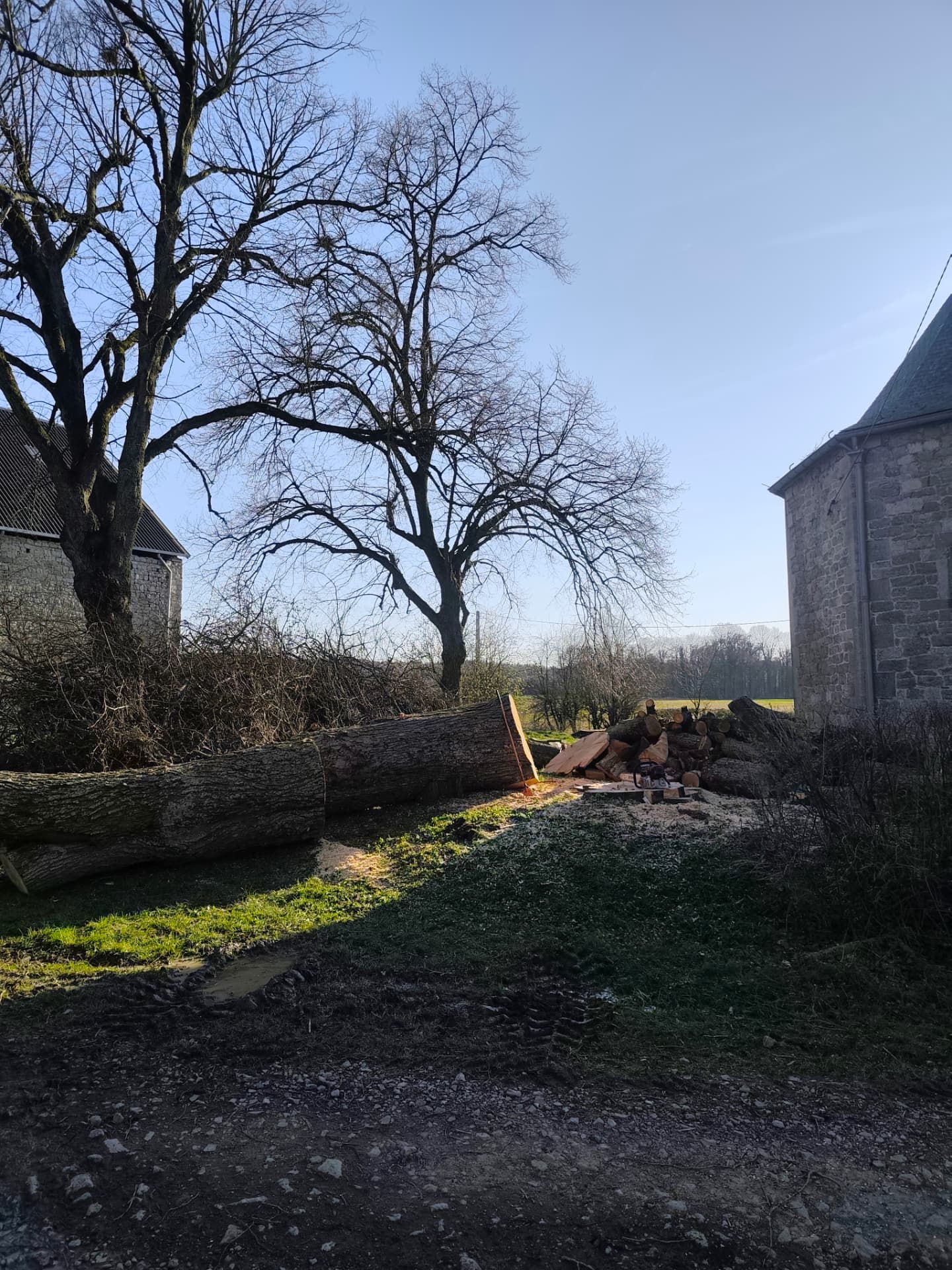 Gros tronc d'arbre abattu et tronçonné sur un chantier, près d'une bâtisse en pierre