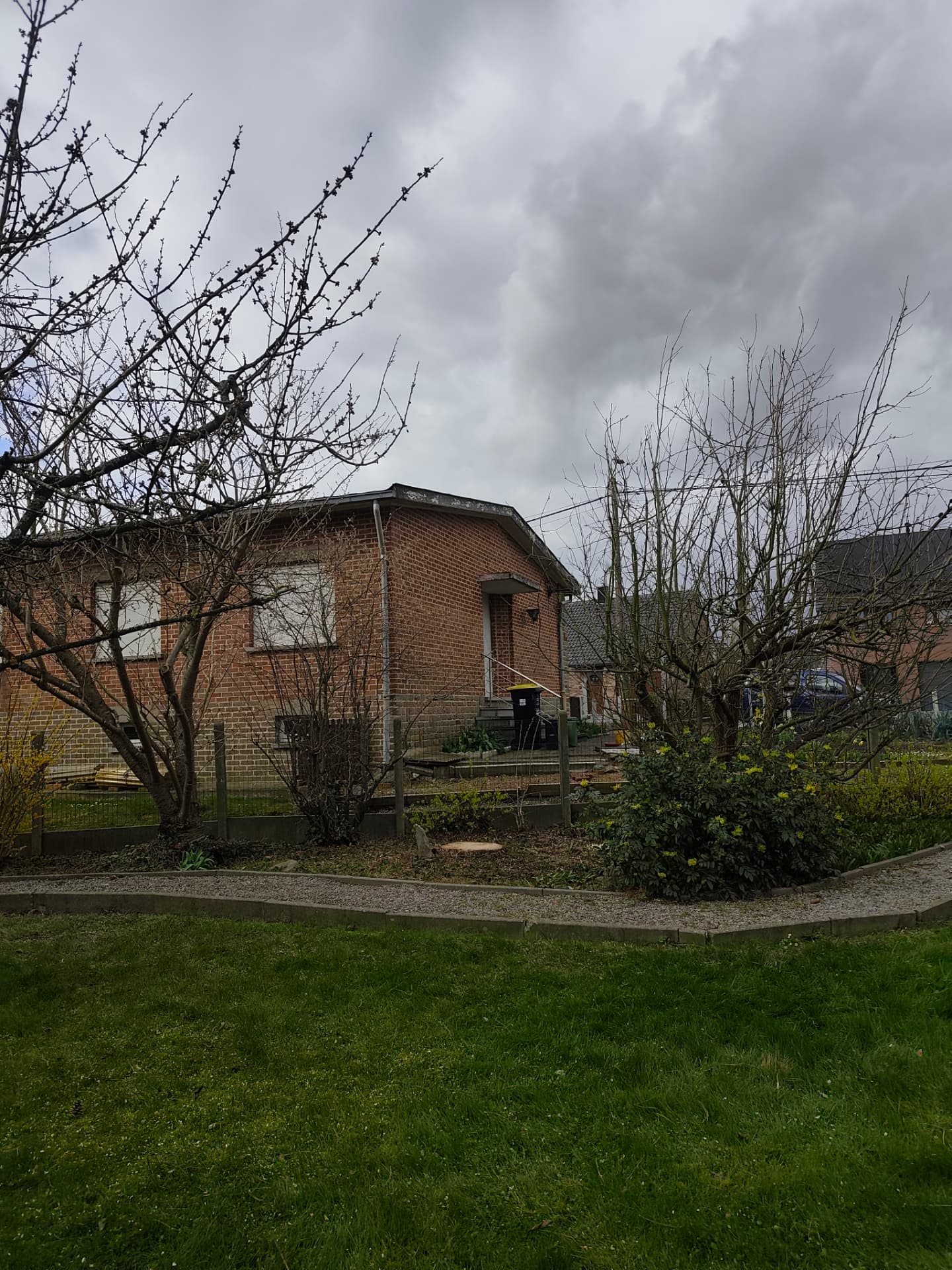 Jardin après enlèvement complet du pin