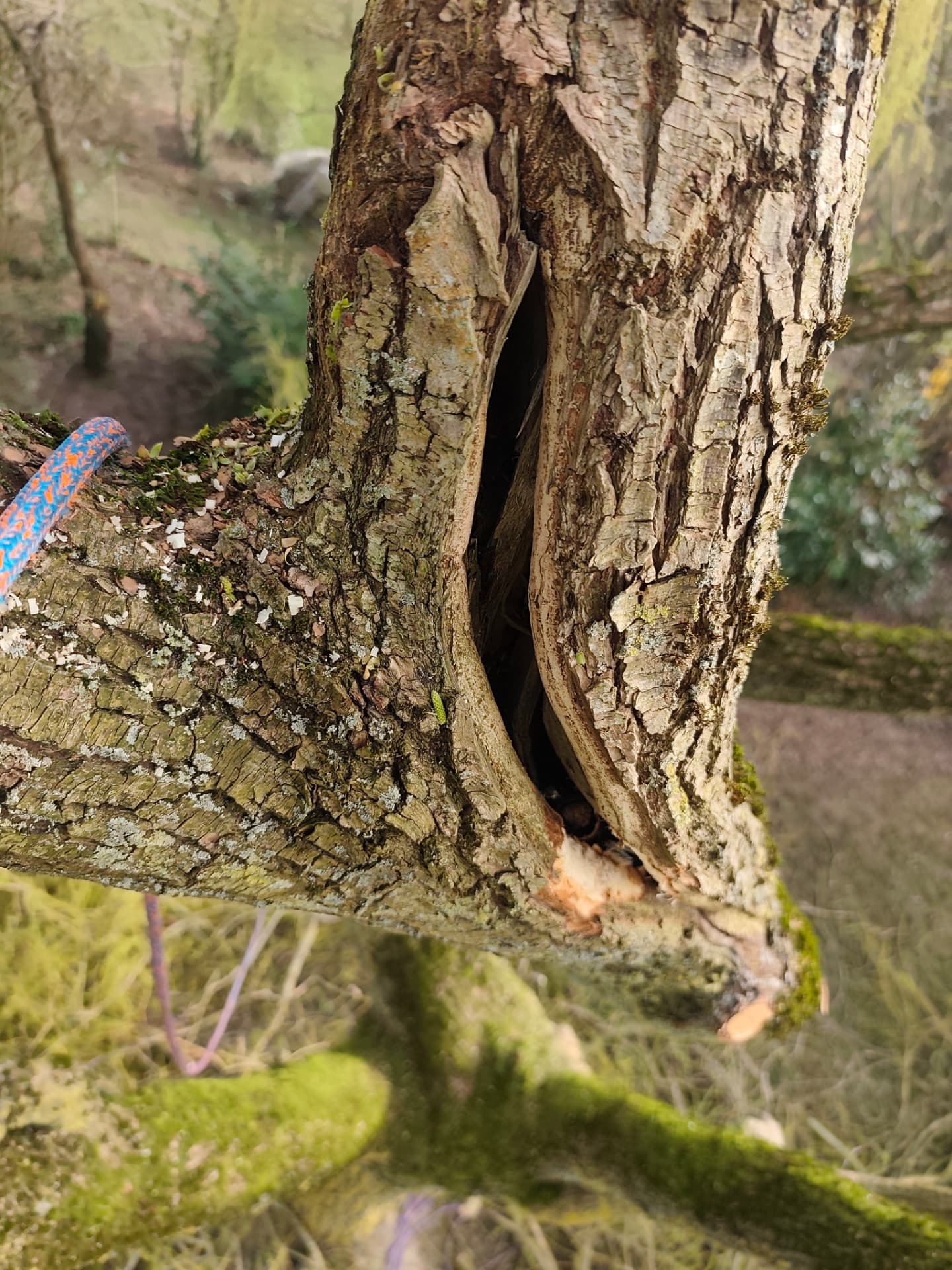 Fissure ouverte dans une fourche d'arbre