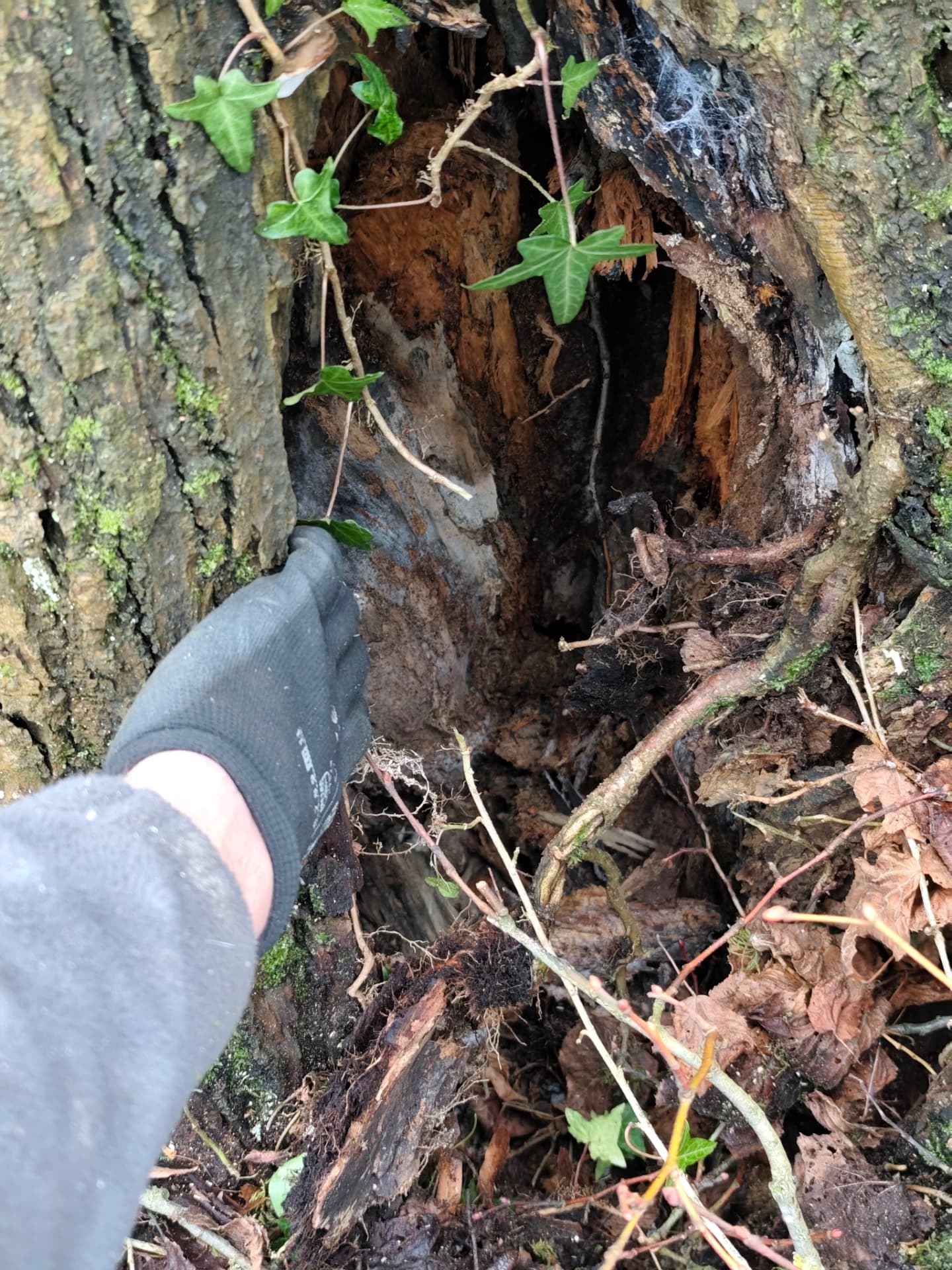 Cavité ouverte dans un tronc avec bois pourri à l'intérieur