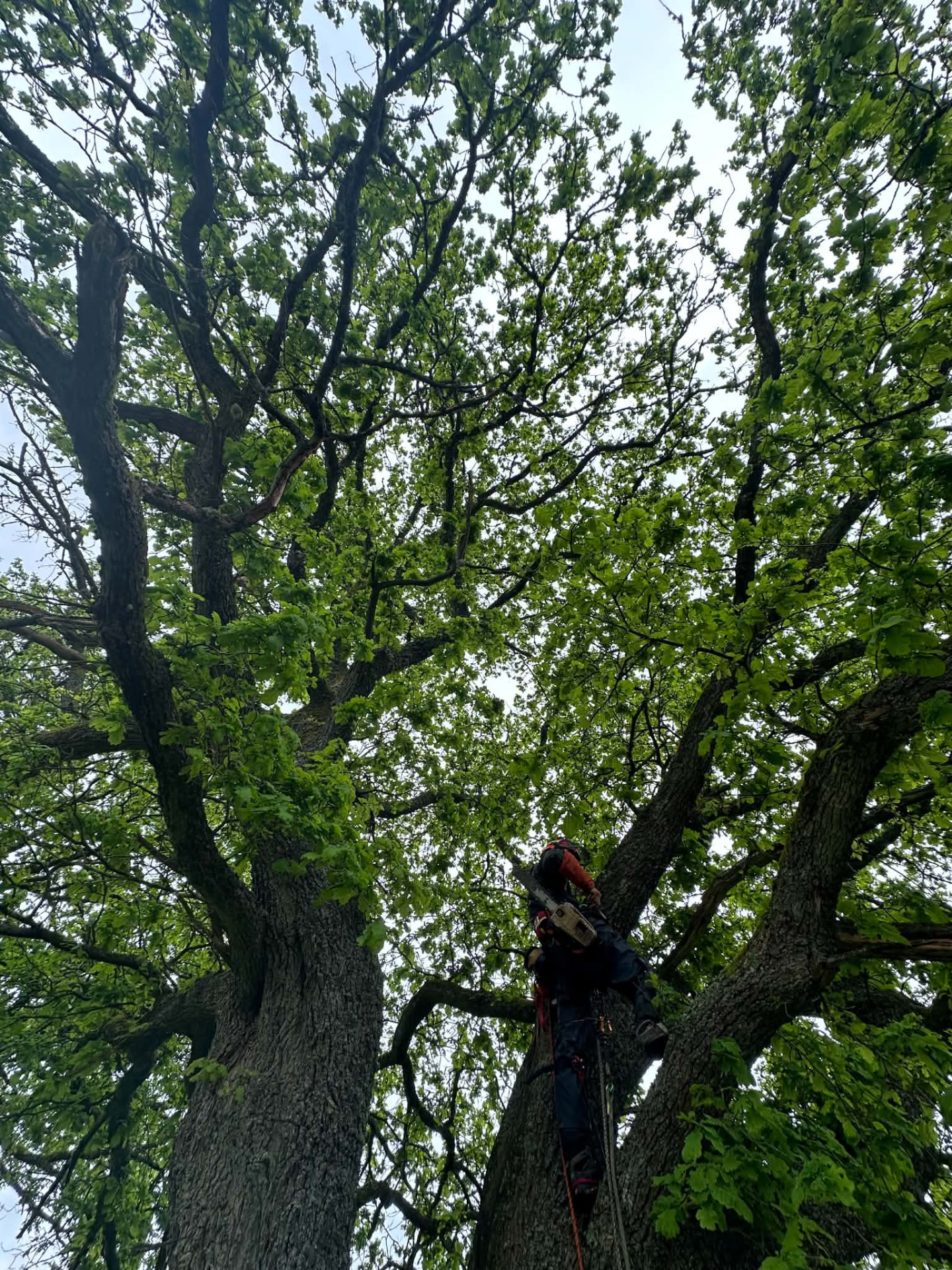Grimpeur-élagueur installé dans un arbre au-dessus d'une plaine de jeux pour retirer les bois morts
