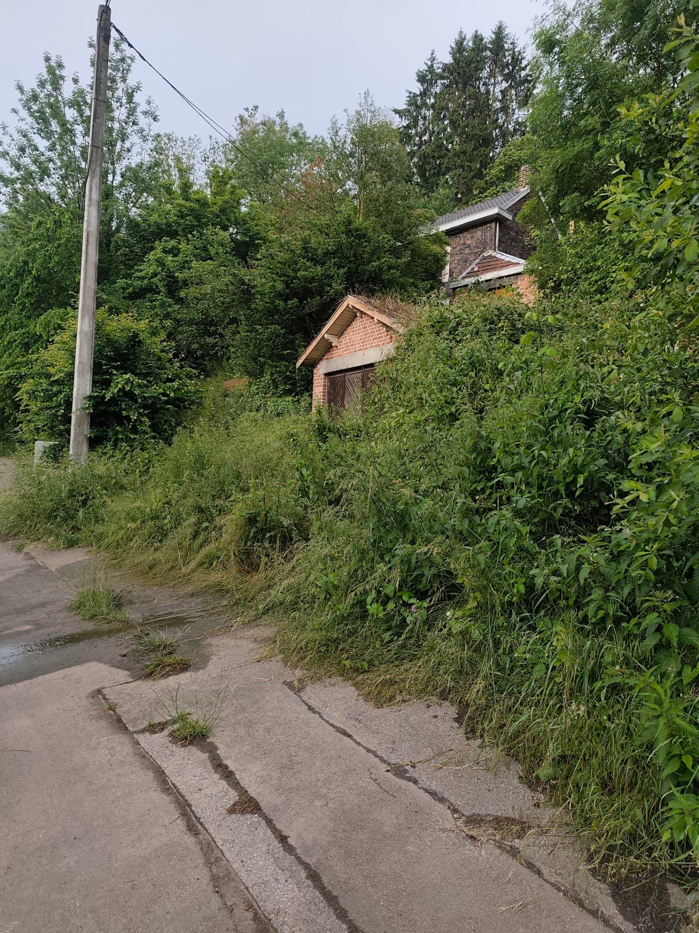 Terrain envahi par la végétation avant dégagement