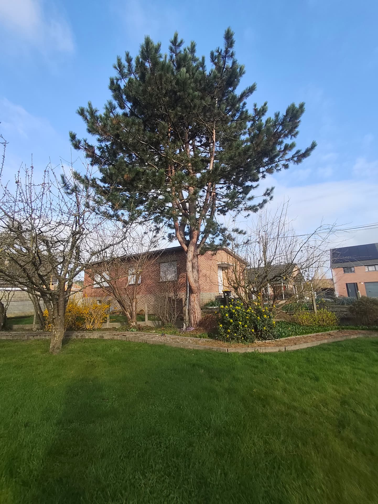 Pin encore en place dans le jardin avant abattage