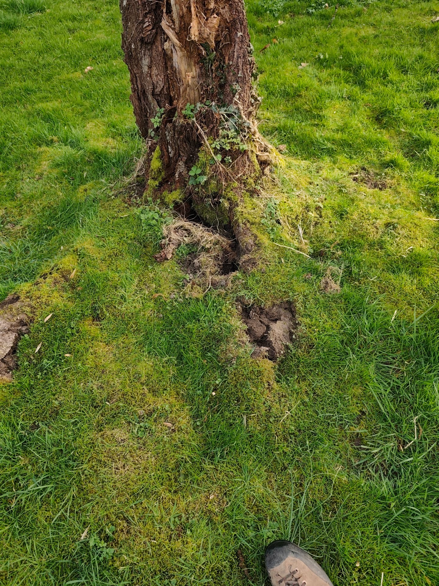 Collet d'arbre dégradé avec sol soulevé autour des racines