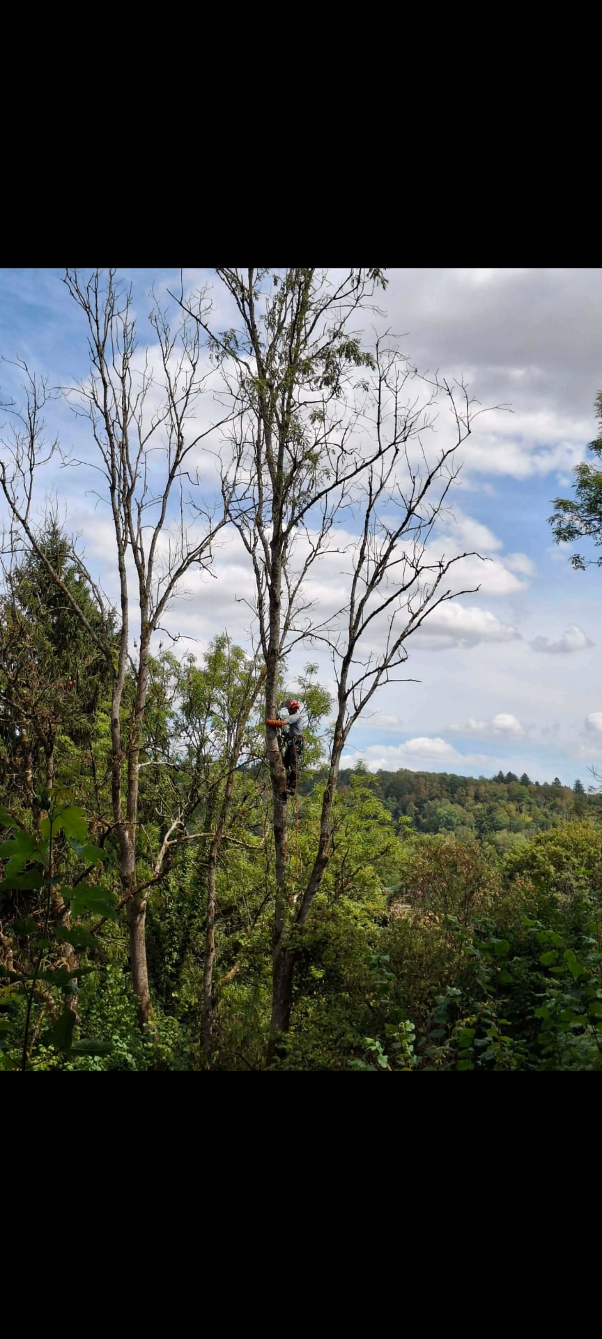 Grimpeur-élagueur installé en hauteur dans un arbre, démontage par cordes sous un ciel nuageux