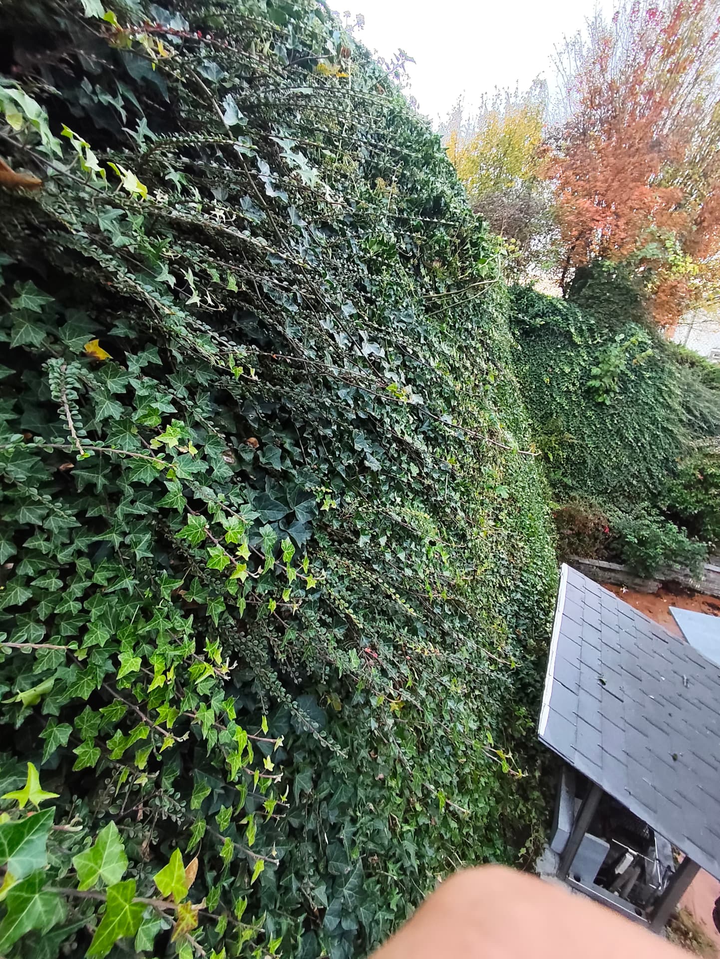 Haie de troène dense et non taillée avant intervention