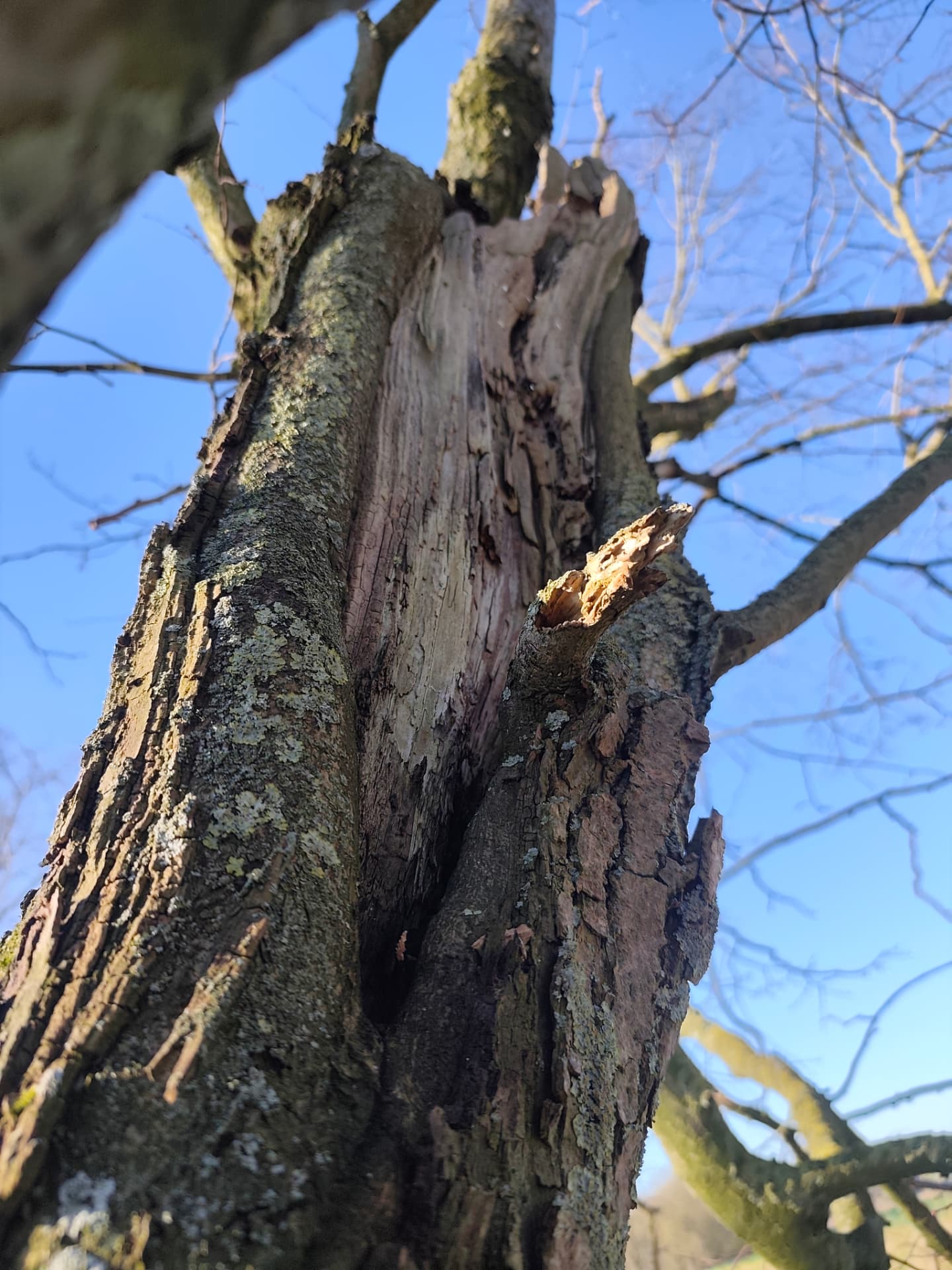 Cime cassée et bois mort en hauteur sur un arbre